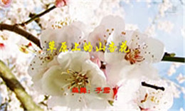 高安子君广场舞草原上的山杏花-附背面演示与口令分解教学 原创